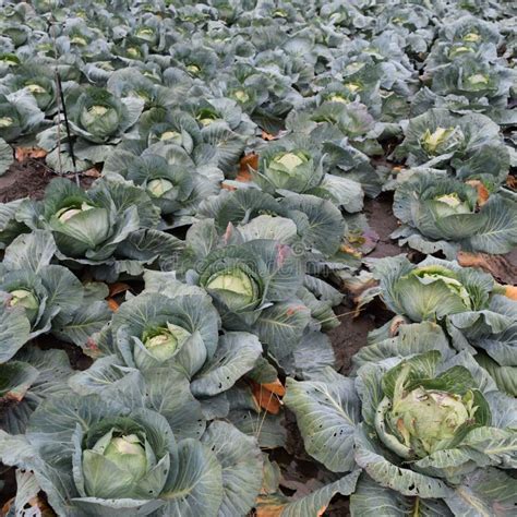 The cabbage field stock photo. Image of grow, farming - 141460220