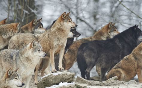 Why Are Wolves Good for the Ecosystem? | Greentumble