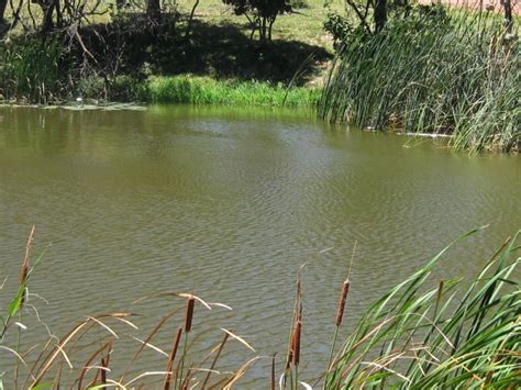 Pond With Bulrushes Free Stock Photo - Public Domain Pictures