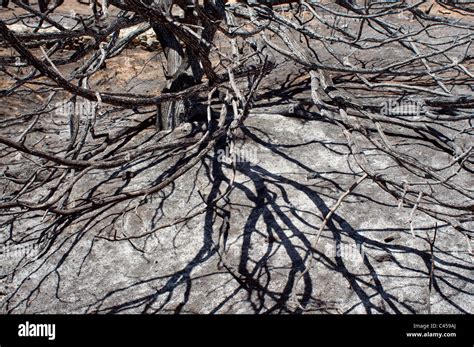 Brush fire damage Stock Photo - Alamy