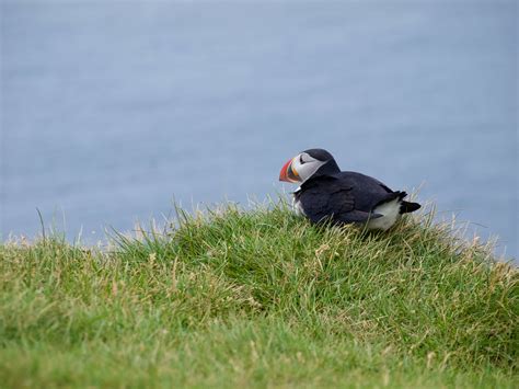 White And Black Puffin · Free Stock Photo