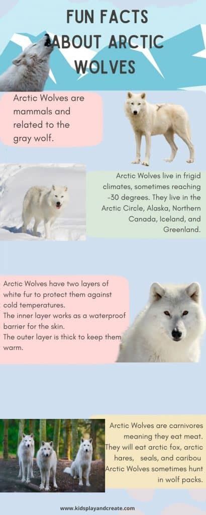 Arctic Wolf Facts for Kids - Kids Play and Create