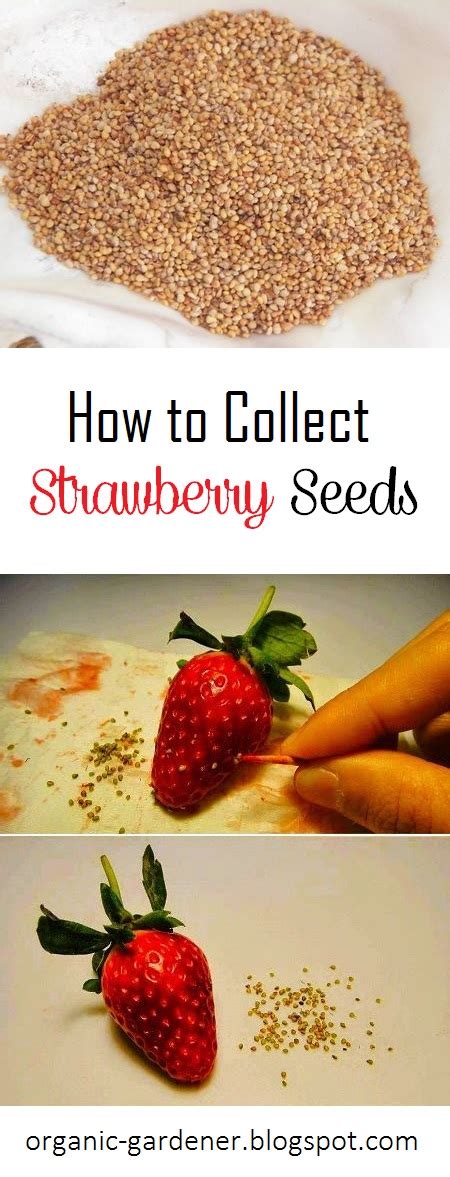 How to Collect Strawberry Seeds - Organic Gardening