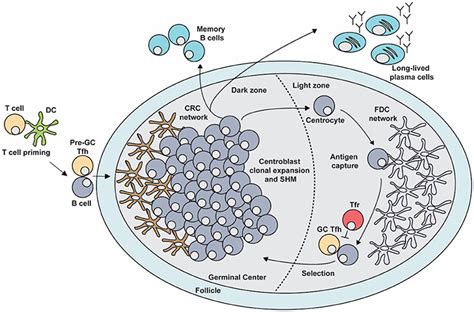 Germinal Center Lymph Node