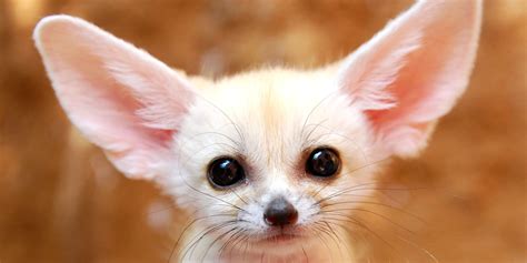 The World's Most Adorable Animals (And Where to Find Them) | HuffPost