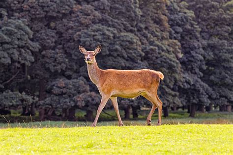 40+ Hangul Deer Stock Photos, Pictures & Royalty-Free Images - iStock