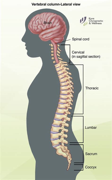 The #spine is a very complex structure composed of 33 stacked #vertebra that function to protect ...