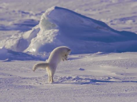 The Enchanting Arctic Fox | Heart of The Wilderness