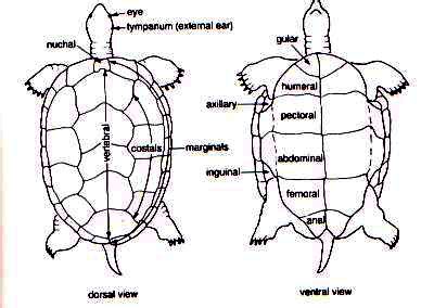 Turtle Shell Anatomy