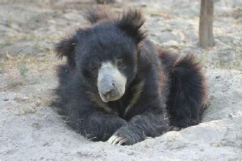 Bear diaries: Treating sloth bear teeth in Agra, India