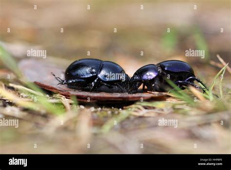 fight, fighting, against each other, dung beetle, strength, force, quarrel Stock Photo - Alamy