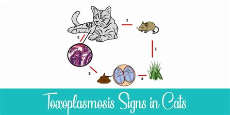 8 Symptoms of Toxoplasmosis in Cats You Should Know | Raise a Cat