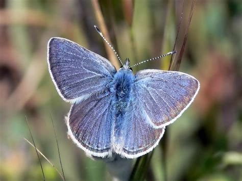 Free picture: mission, blue, butterfly, insect, male, icaricia ...