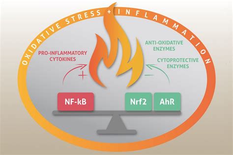 Hot talks: How to measure oxidative stress and inflammation - All About Feed