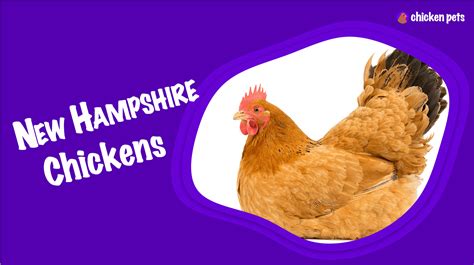 New Hampshire Chicken Breed. What is it? - Chicken Pets