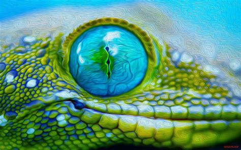 Reptile eye, Eye close up, Lizard eye