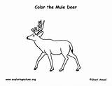 Deer Mule Coloring Page sketch template