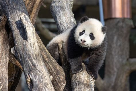 National Zoo Panda Cub is Learning to Climb