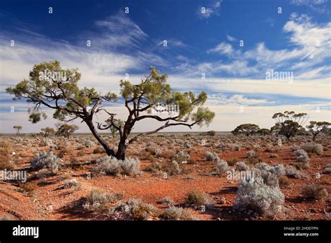 Native australian shrubs hi-res stock photography and images - Alamy