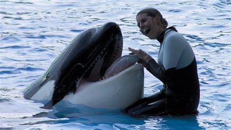 SeaWorld to end controversial killer whale breeding program