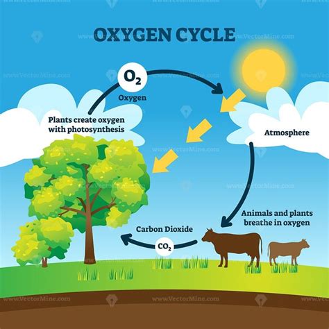 Oxygen cycle vector illustration | Oxygen, Carbon dioxide cycle, Carbon ...