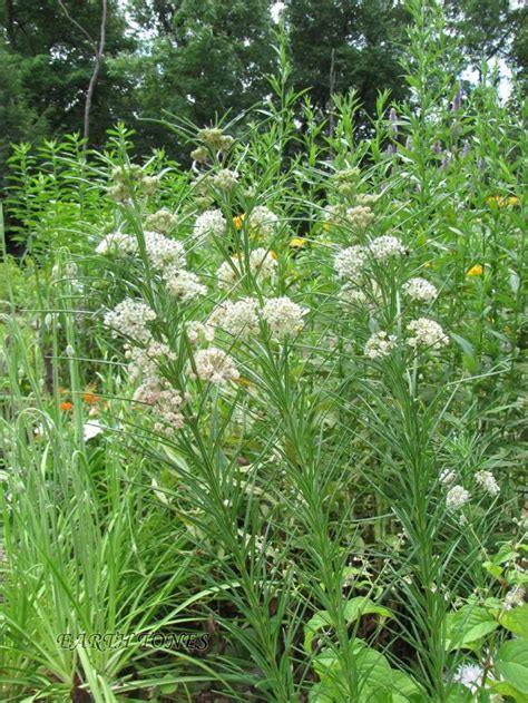 Asclepias verticillata - Whorl Milkweed | Native plants, Native garden ...