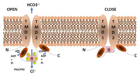 Structure-Function Relationships of CFTR in Health and Disease: The ...