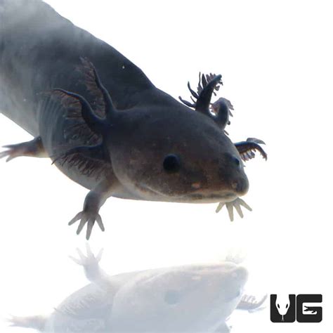 Melanoid Axolotls For Sale - Underground Reptiles