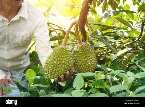 farmer at durian farm Stock Photo - Alamy