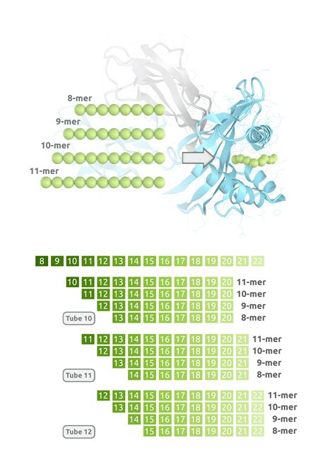 T cell Epitope Mapping | Pure Protein, LLC