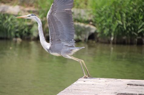 Grey Heron Flying Bird Water - Free photo on Pixabay - Pixabay