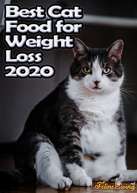 Best Cat Food For Weight Loss January 2024: Complete Guide