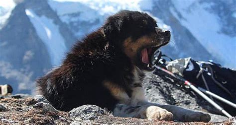 Stray Dog Joins Hikers On 24,000-Foot Himalayan Mountain Expedition