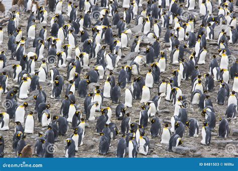 King Penguin Colony Stock Photos - Image: 8481503