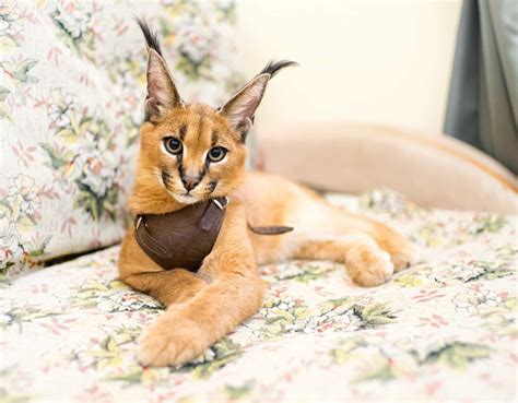 The most popular—and expensive—exotic cat breeds in the world