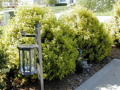 Euonymus Emerald Gold | English garden, Planting plan, Outdoor