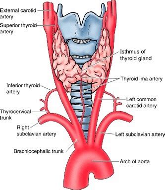 Thyroid Anatomy, Physiology and Embryology of the Thyroid Gland ...