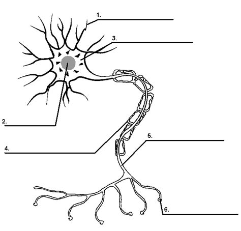 Neuron Nerve Cell Diagram Blank Sketch Coloring Page | Biology lessons ...