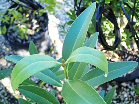 Avicennia germinans (black mangrove) 5 | Avicennia germinans… | Flickr