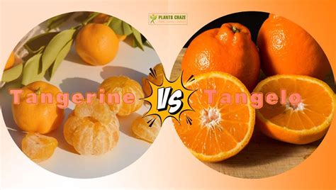 Tangelo Vs Tangerine: Differences Of Orange Look Alikes