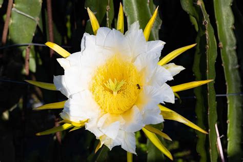 10 Different Night Blooming Cereus