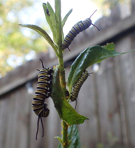 Monarch Predators Revisited: A Beneficial Insect is a Beneficial Insect | The WFSU Ecology Blog