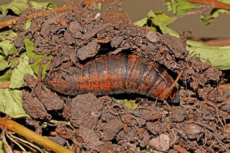 Elephant Hawk-moth - Deilephila elpenor pupa | This 40mm Ele… | Flickr