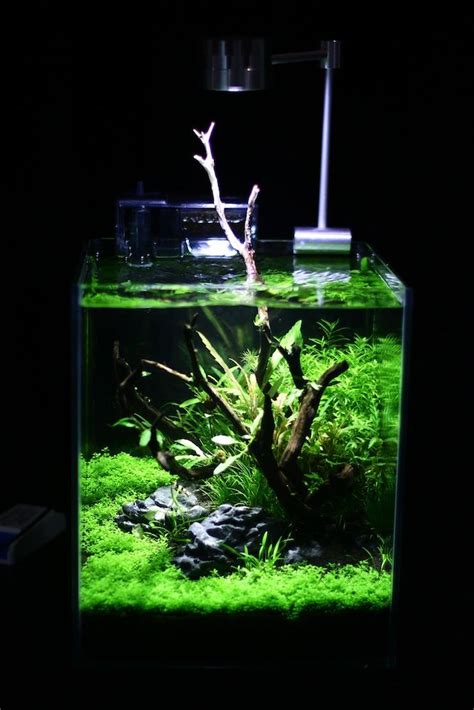 166 best Planted Nano Aquariums images on Pinterest | Fish aquariums, Fish tanks and Nano aquarium