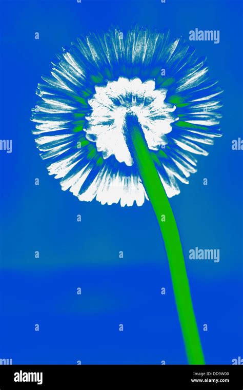 illustration of dandelion clock or daisy flower Stock Photo - Alamy