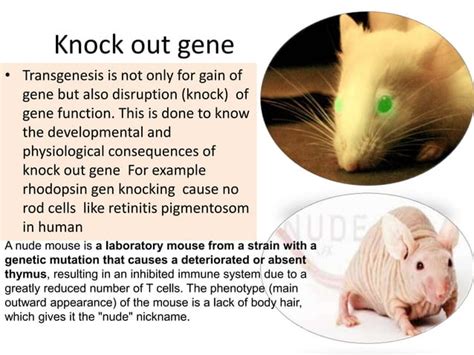 Transgenic animal production and its application | PPT