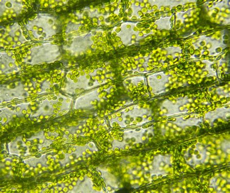 Chlorophyll a Criteria - ICPRB