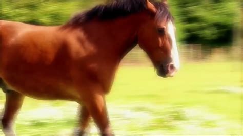 Mack The Horse Song _ Big Barn Farm - YouTube