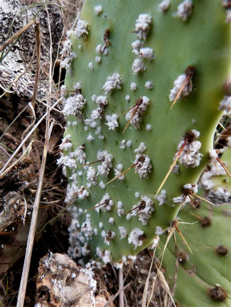 Cochineal - It's to Dye for | HubPages