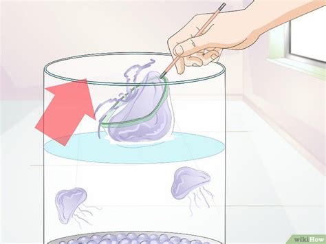 How to Start a Jellyfish Tank (with Pictures) - wikiHow | Entretien aquarium, Aquarium, Comment ...